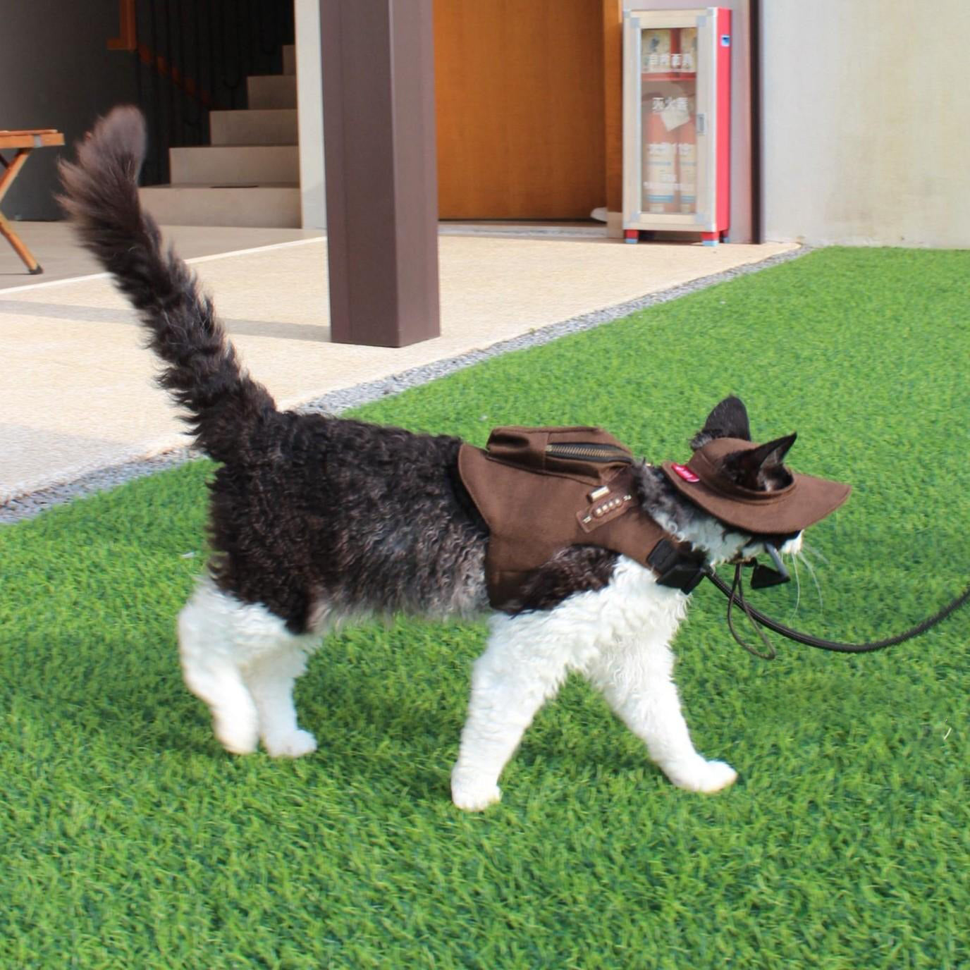 Kitty Bow Adventure Harness Set 🎀🐱